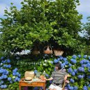 앵지밭골 이미지