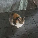 영풍양꼬치 이미지