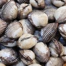 보성미가 이미지