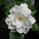 행복을주는꽃 이미지