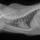 루나동물병원 이미지