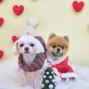 미용특공대 이미지