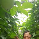 이경숙농장 이미지