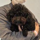 사월의 그루밍 이미지