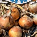 부안우체국 | [0원지출]우체국택배 부안햇양파3kg구입