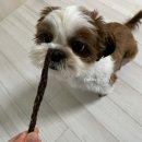 강아지홀릭 이미지