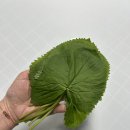 [정보] 봄 제철 산나물 🌿 경주 곤달비 처음 먹어 본 후기