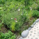 딸기민박 이미지