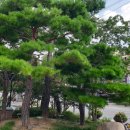 대구광역시 서구청 이미지