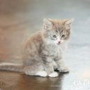 노르웨이숲 - 서산시 안견로 235 | 노르웨이숲