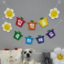 바른댕댕 애견유치원 이미지