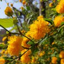 한미산 흥국사 만일회비 이미지