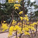 산수유한약국 이미지