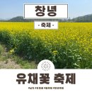 빛나래 어린이공원 | [창녕] 4월 꽃축제 창녕 낙동강 남지 유채꽃 축제 정보 및 일정 완벽정리 + 미리 가본 후기