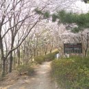 @ 봄꽃이 손짓하는 부산 도심 속의 상큼한 뒷동산 ~~~ 배산 (해운대, 진달래밭, 벚꽃길) 이미지