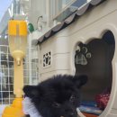 딜라잇독 이미지