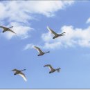 고니 - 수성구 | 고니