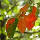 ◈ 가을 감나무 잎. Autumn persimmon leaves. 이미지