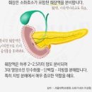 췌장 위치 및 기능이자 이미지