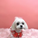 그루머공간 이미지