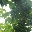 오빠야농장 이미지