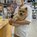 해맑은동물병원 이미지