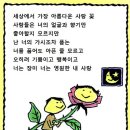 사랑꽃 이미지