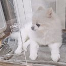 클로버덴탈 | 씨유메디컬클로버 강아지산소방후기&amp; 2주간의 눈물의 노견 폐렴투병기