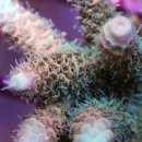 산호환경 이미지