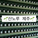 [홀리씨] 산노루 제주 | 말차덕후라면 꼭 가야 하는 한경면 카페