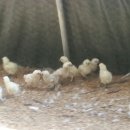 부성농장 이미지