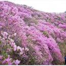 4월 둘째주 가볼만한곳[고려산진달래축제/주산봄꽃축제/청풍호벚꽃축제/칠갑산 장승문화 축제 이미지