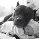 아기강아지 이미지