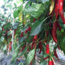 산모랭이 풀내음 이미지