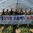 고들빼기연구회
