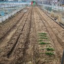 고일농장 이미지