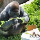 고릴라과천