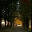 황금빛 가로수길 이미지