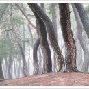 소나무숲 이미지