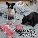우쭈쭈수제간식 | 강아지 수제간식 흑염소뿔 한우허파칩 우쭈쭈수제간식 급여 후기