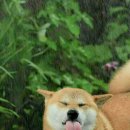 메롱