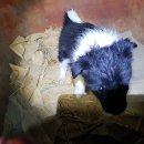 쌍책면사무소 이미지