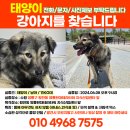 수원 영통구 강아지 "태양이" 산책하다 놓쳤어요 눈여겨봐주세요🆘️ 이미지