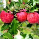 청송청과 이미지