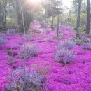 포레스트(4rest) 이미지