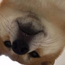 하우마라탕 이미지