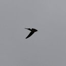 몽골의 새76 - white-rumped swift(칼새) 이미지