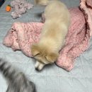 강아지가 첫 가방 매고 향한 곳은 킨텍스 펫페어 후기