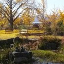 은행나무마을 이미지