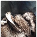 버섯공인중개사사무소 이미지